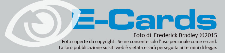 banner_ecard2.jpg